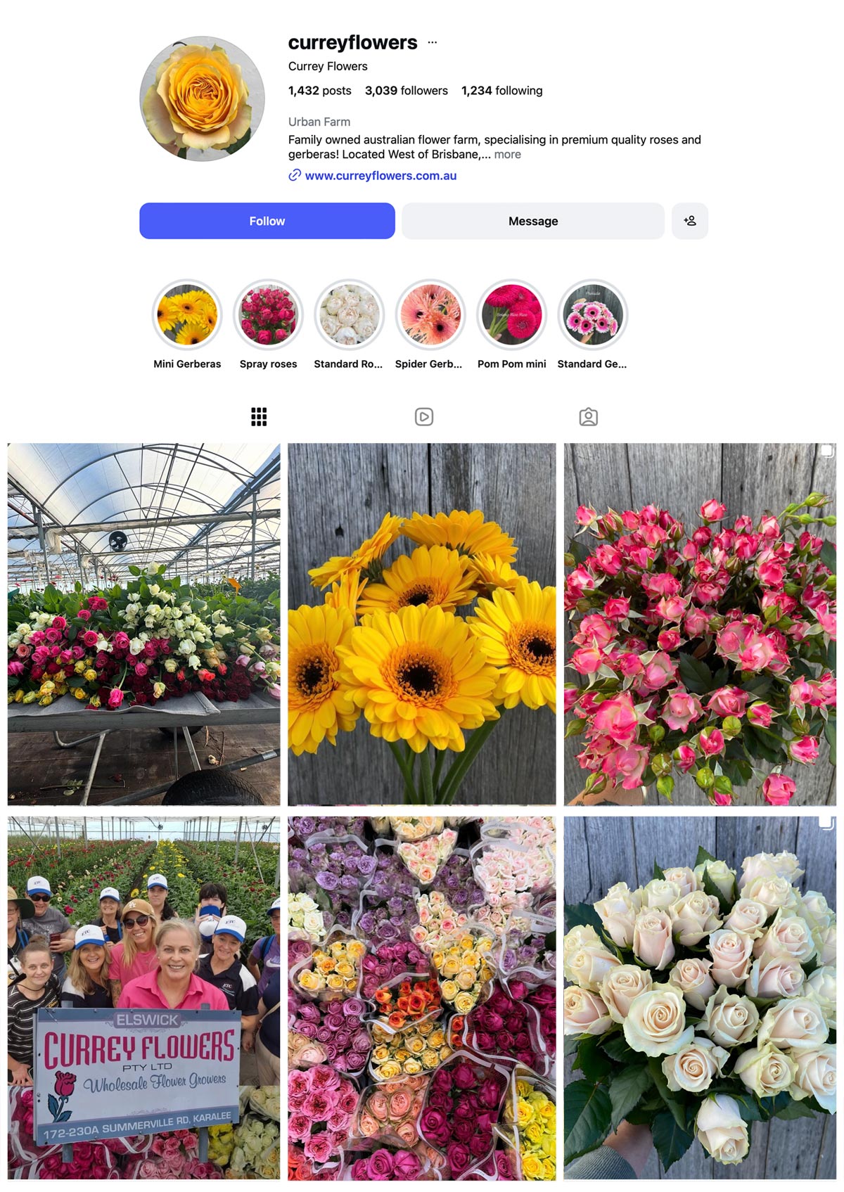 CURREY FLOWERS ROSES